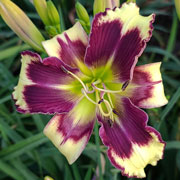 Horned Turtle Daylily